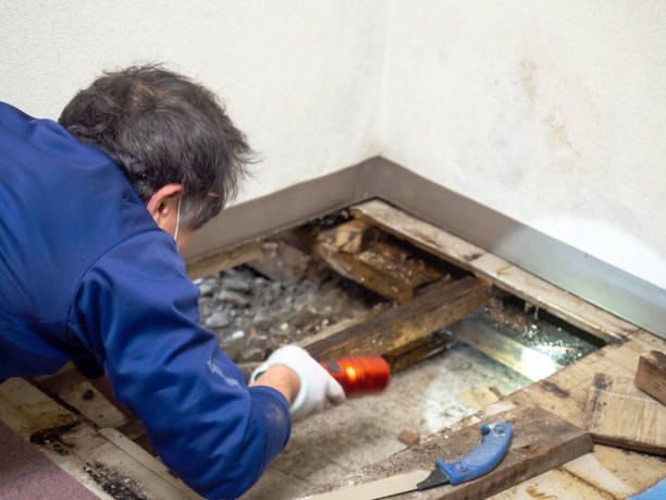 Best Emergency Mold Removal  in Casas Adobes, AZ