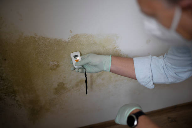 Best Commercial Mold Removal  in Casas Adobes, AZ