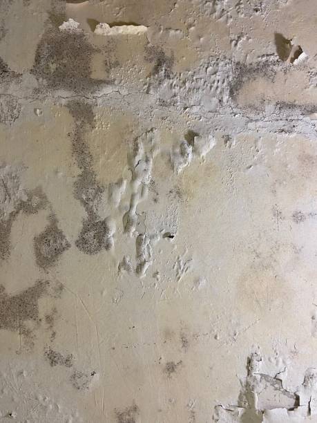 Best Toxic Mold Removal  in Casas Adobes, AZ