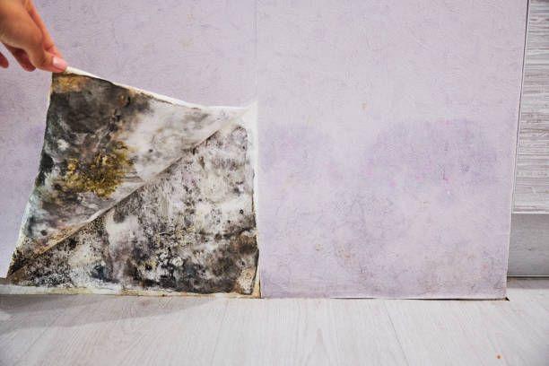 Best Black Mold Removal  in Casas Adobes, AZ
